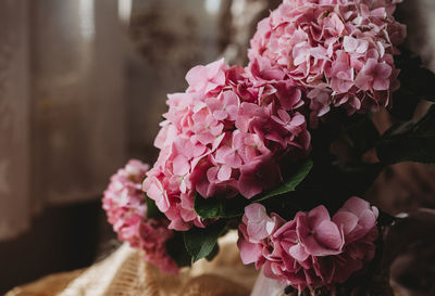 Close-up of pink flowering plant