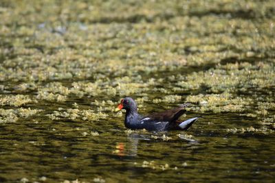 Moorhen swimming in a lake