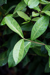 Close-up of raindrops on leaves