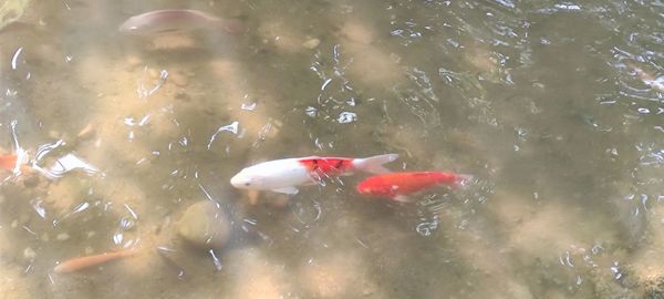 High angle view of koi carps swimming in lake