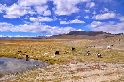 Cows grazing on landscape against sky