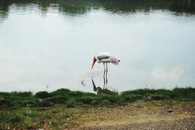 Person in lake by field