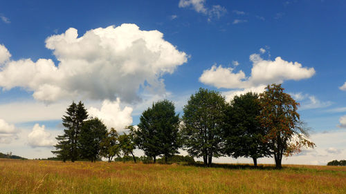 Trees on field against sky