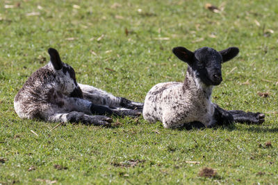 Full length of lambs lying on grassy field