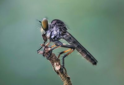 Close-up of bird perching on branch