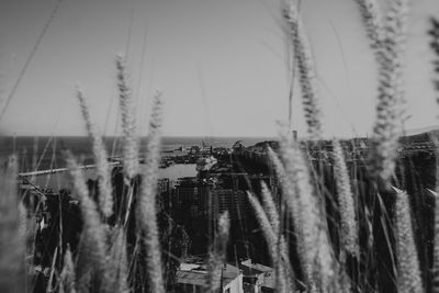 Close-up of plants on land against sky