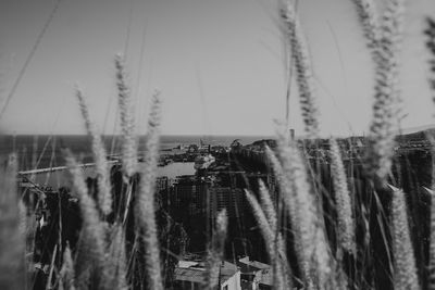 Close-up of plants on land against sky