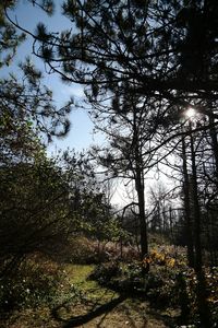 Full frame shot of trees against sky