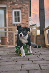 Portrait of dog on footpath