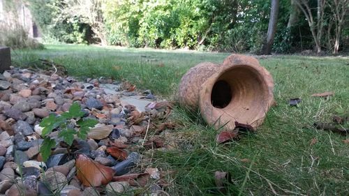 View of tire in a garden