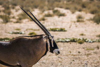 Close-up of a horse on a field