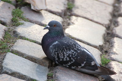 High angle view of pigeon perching on retaining wall