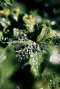 Close-up of raindrops on leaves