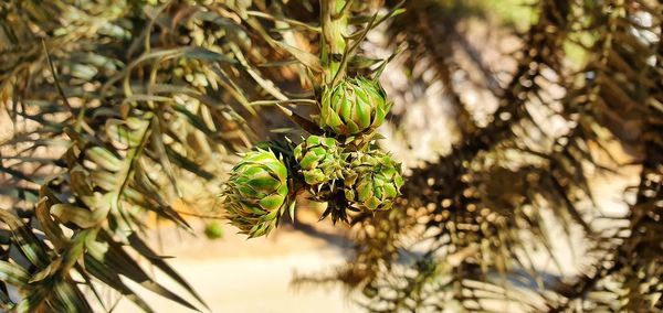 Low angle view of pine tree