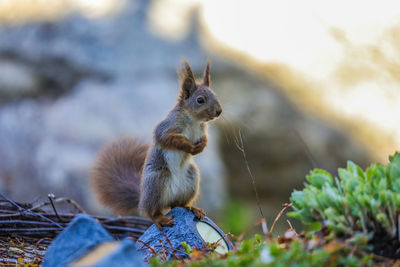 Close-up of squirrel