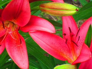 Close-up of pink flower