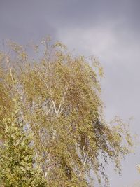 Low angle view of tree against sky