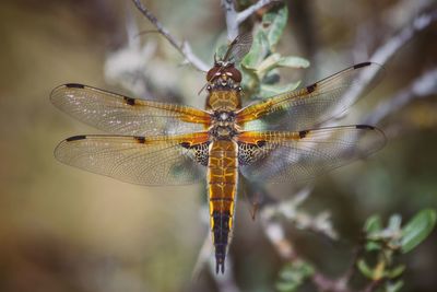 Close-up of dragonfly on twig