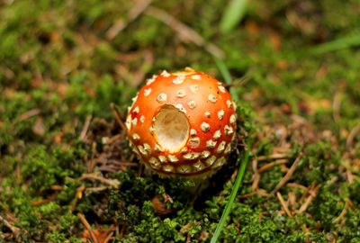 Close-up of fly agaric mushroom on field