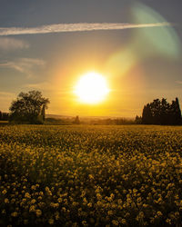 Scenic view of field against sky during sunset