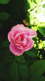 Close-up of pink rose