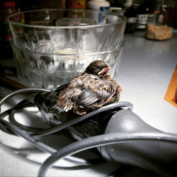 Close-up of bird on table