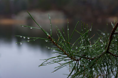 Close-up of spider web on plant