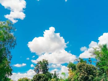 Low angle view of trees against blue sky