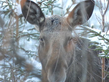 Close-up of a horse in the forest