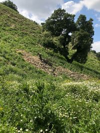 Scenic view of trees growing on field against sky