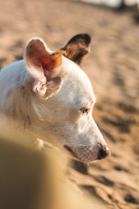 Close-up of dog looking away