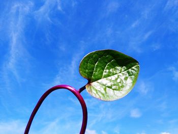 Low angle view of spiral plant against blue sky