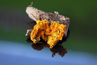 Close-up of leaf on water