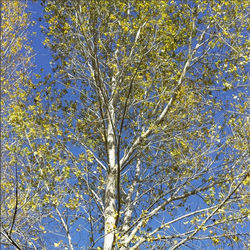 Low angle view of trees against sky