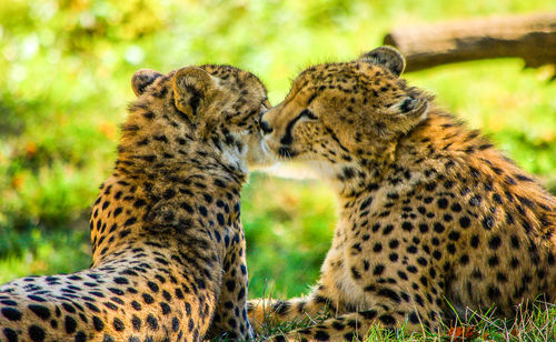 Close-up of cheetah cubs