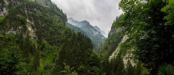 Scenic view of forest against sky