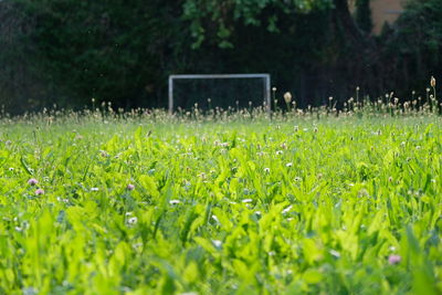 Gree football field from ground level