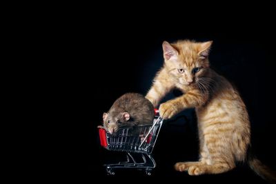 Cat with mouse on shopping cart against black background