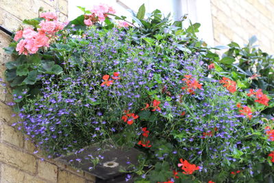 Close-up of potted plant