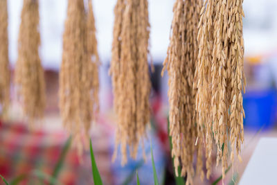 Close-up of corn hanging from plant