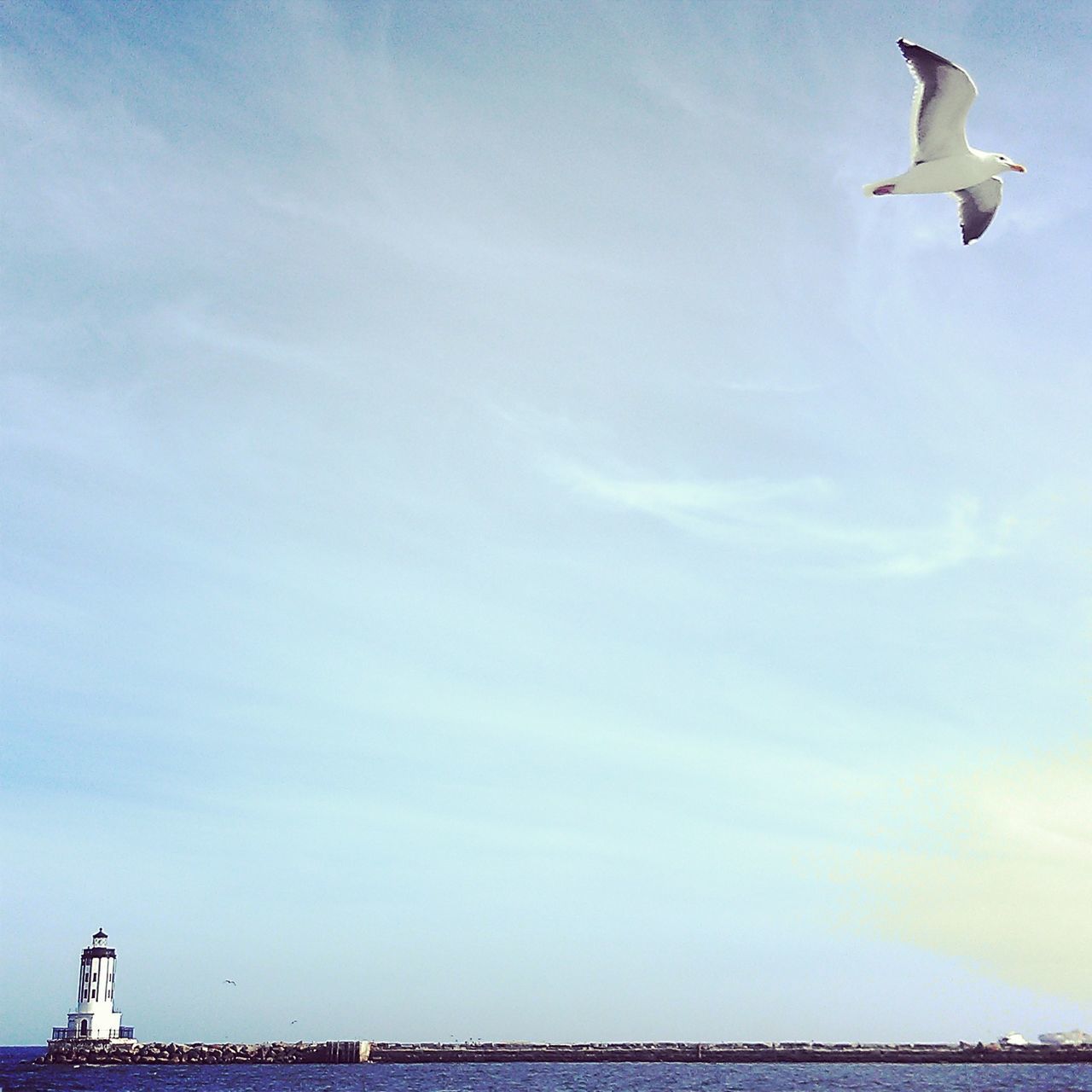 bird, animal themes, flying, animals in the wild, wildlife, seagull, sea, spread wings, sky, one animal, water, nature, mid-air, horizon over water, cloud - sky, low angle view, beauty in nature, outdoors, day