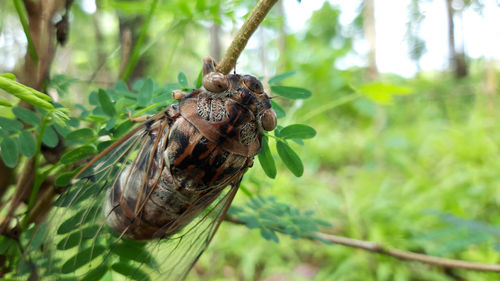 Close-up of butterfly on plant