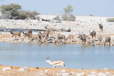 Greater kudus on shore against clear sky