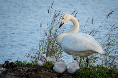 White swans on lakeshore