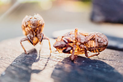 Close-up of insect on table