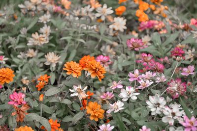 High angle view of flowers blooming outdoors