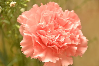 Close-up of pink flower against blurred background