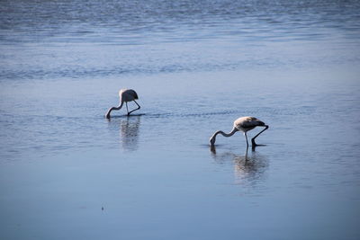 Two flamingos in a lake