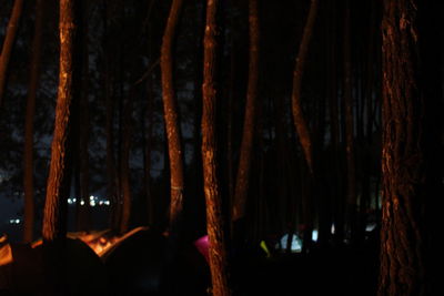 Rear view of people in forest at night