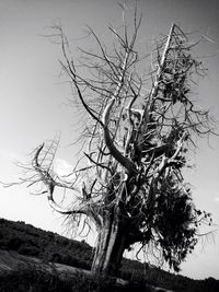 Low angle view of bare trees against sky